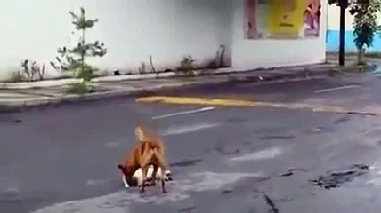 До слез...Этот пес заставит вас плакать...