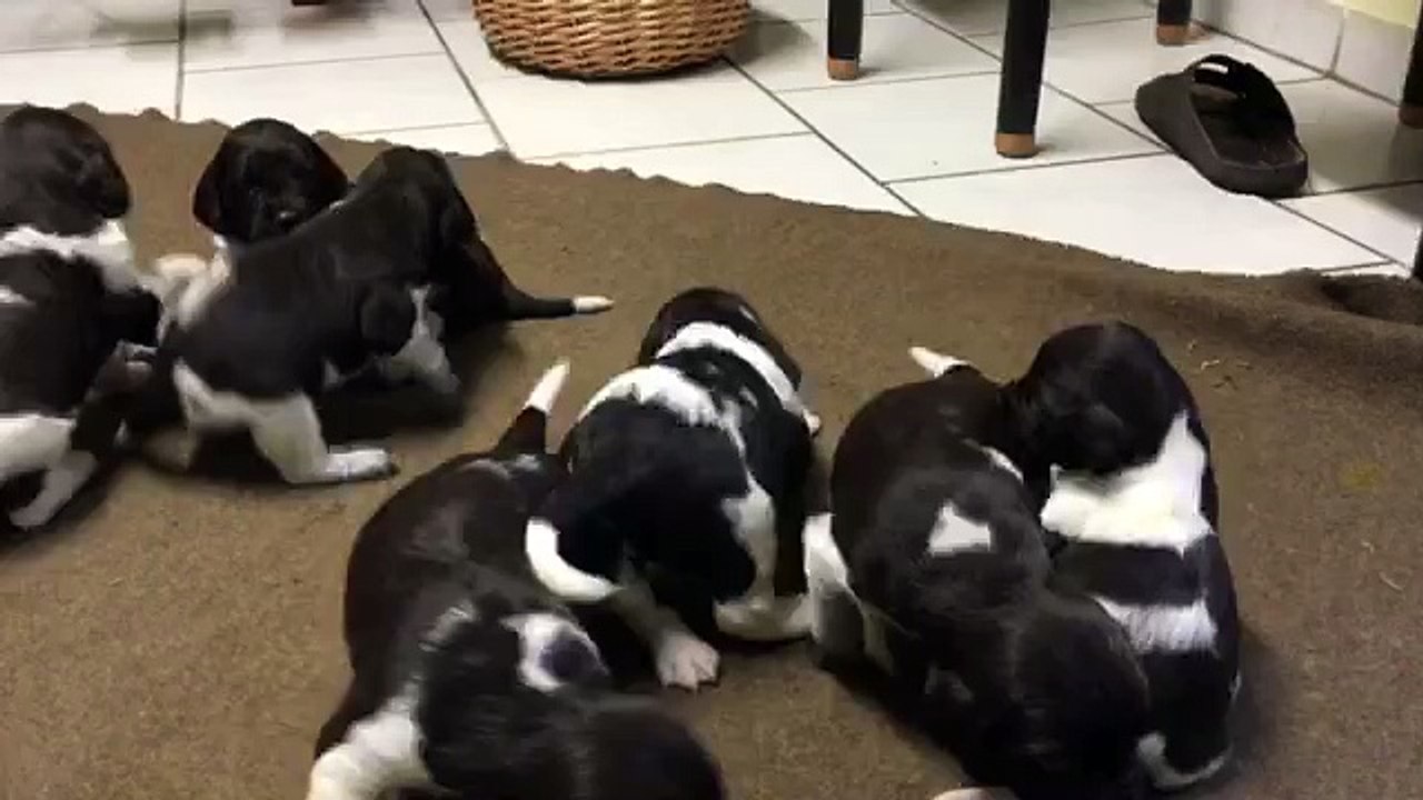 E-Wurf von der Wallmühle, Welpen am 11.02.2016