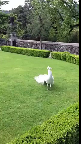 white peacock