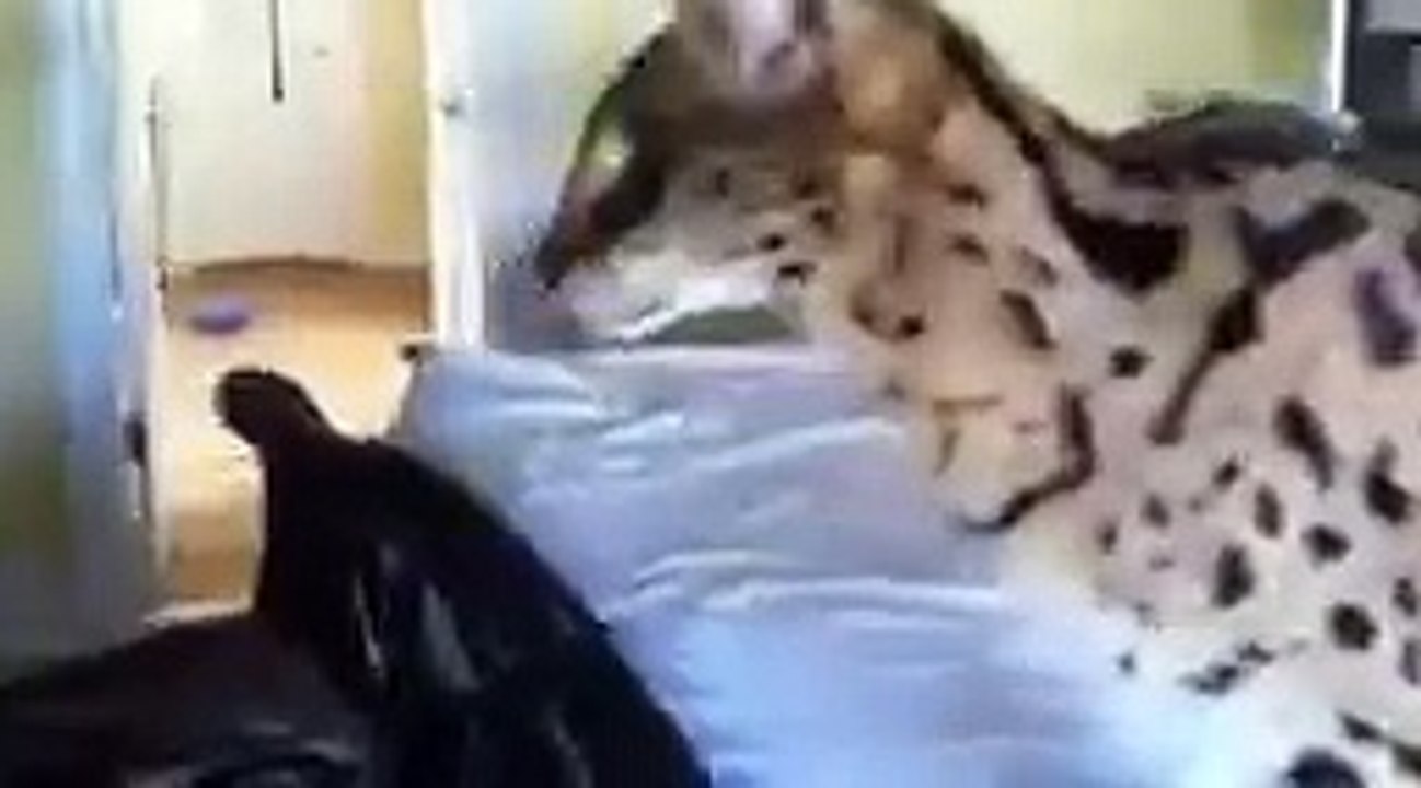 Хороший котя