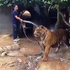 lion is not a pet animal but this man treat lion as pet animal