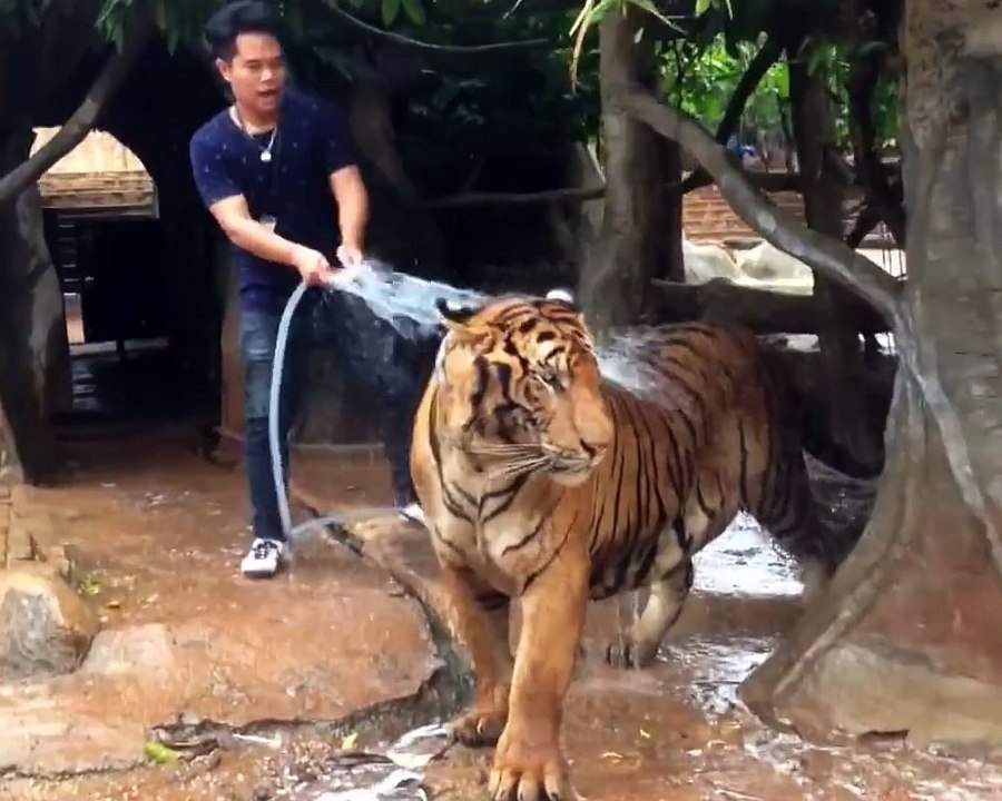 Insolite : Un homme douche son tigre !