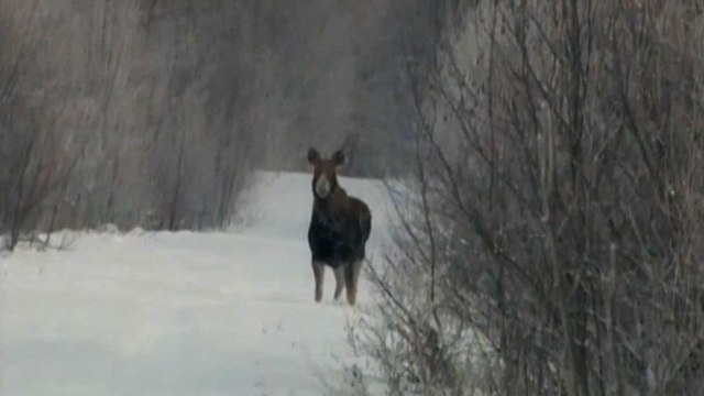 Охота на лося зимой