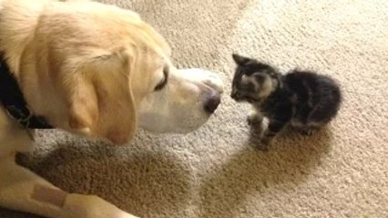 Funny Dogs Meeting Kittens For The First Time Compilation 2016 _ NEW HD | Funny pets video