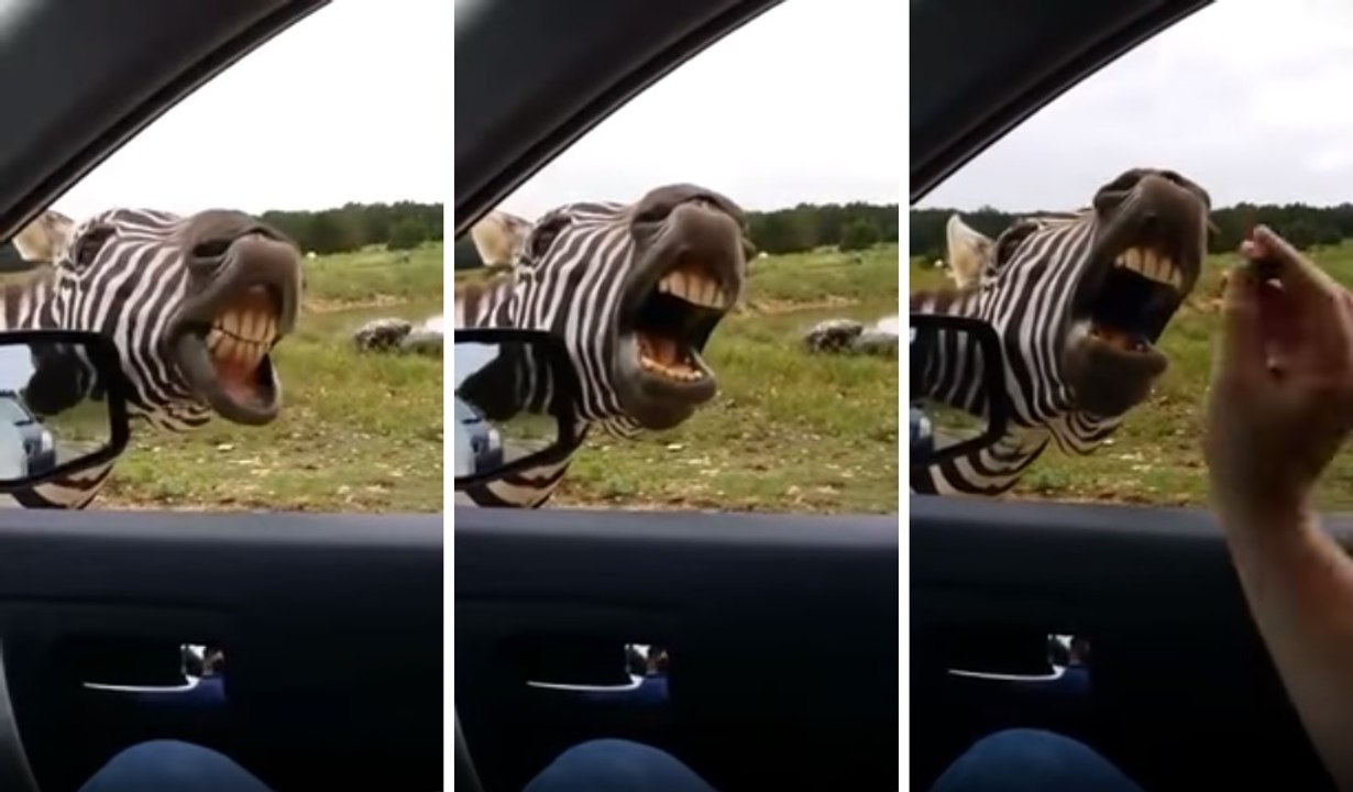 Zebra Sings For Snacks