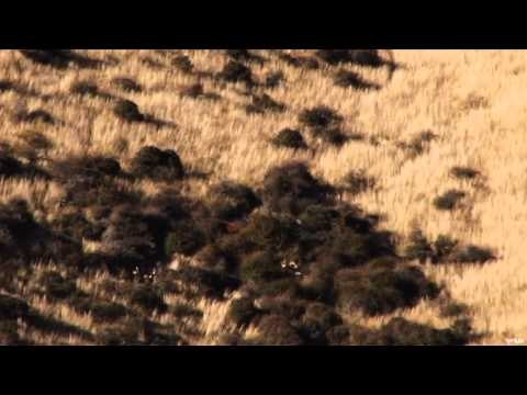 Extreme Outer Limits TV - New Zealand Long Range Red Stag and Feral Goat