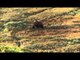 Steve's Outdoor Adventures - Alaskan Brown Bear Hunt