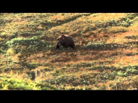 Steve's Outdoor Adventures - Alaskan Brown Bear Hunt