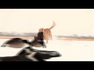 The Fowl Life - Rocky Mountain High Part 2