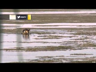 SportingDog Adventures - That's A Wrap!