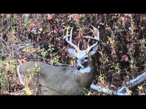 Hardcore Pursuit - Pre Rut Bucks Of The North