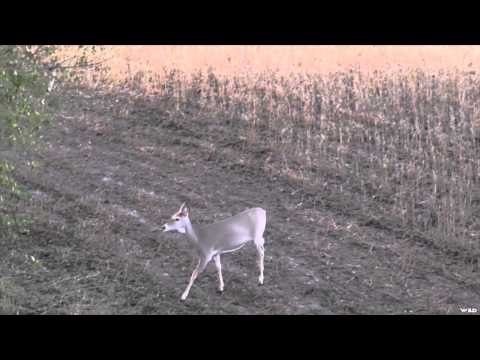 Archer's Choice - Bucking around North Dakota