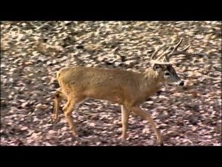 Realtree Outdoors - Kansas - Perry Ross