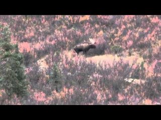 Live 2 Hunt: 120-Day Marathon to Capture the Ultimate Hunting Experience 🏹