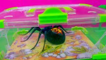 Shopkins Visit Interactive Attack Wild Pets Exclusive Spider In Cage Habitat at Zoo Cookie