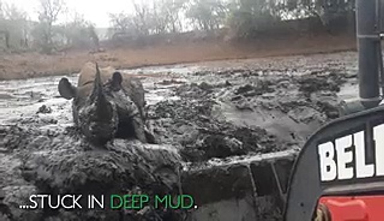 Rhino Rescue With Digger