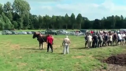 Кто сильнее Одна лошадь vs 18 человек