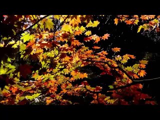 Герасимов Алексей  Пусть осень подождёт