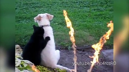 Ces chats sont de véritables experts en...Like?