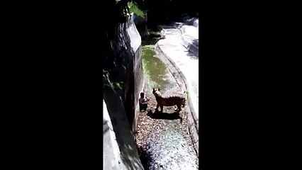 Hayvanat Bahçesinde Kaplan Genci Böyle Öldürdü Yok Böyle Bir