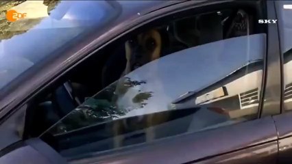 СОБАКА НЕ В АДЕКВАТЕ