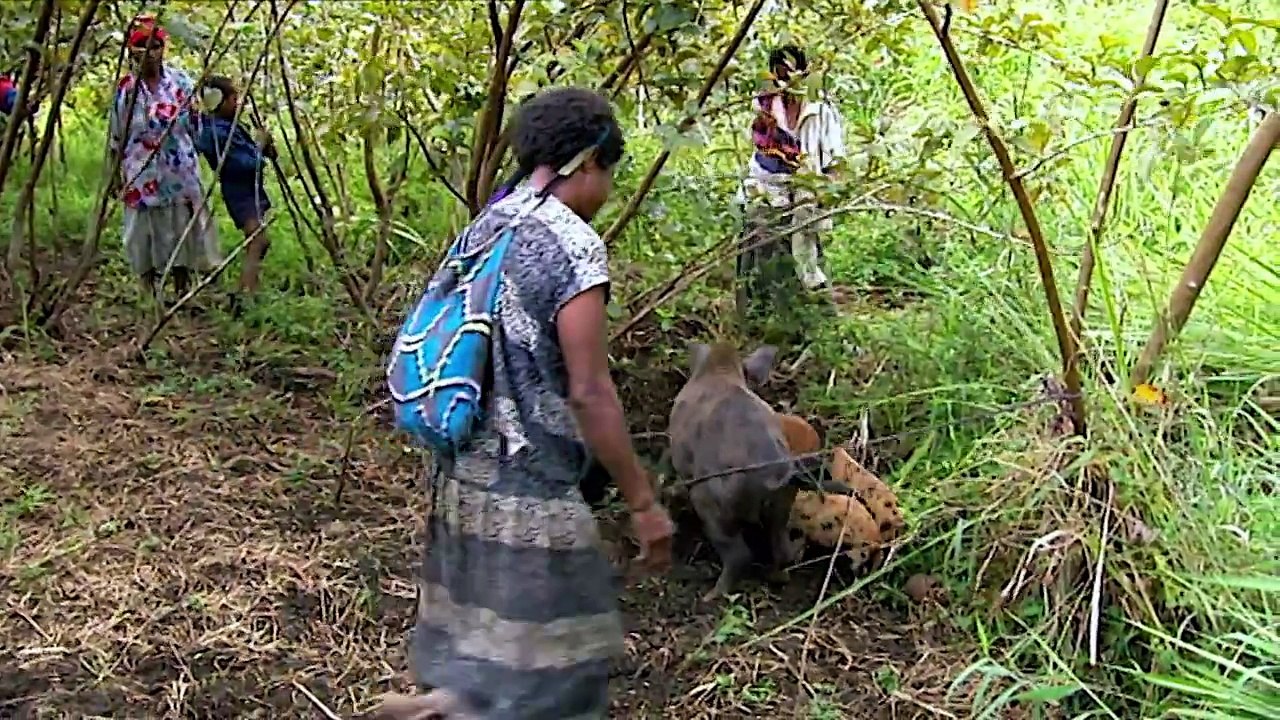 Ambassadors of the Jungle - Now in High Quality! (Full Documentary)