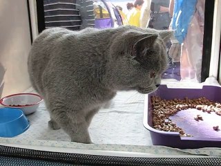 Британская кошка на выставке