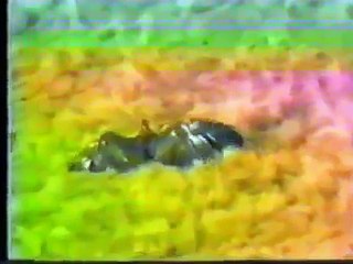 Волк против двух орлов