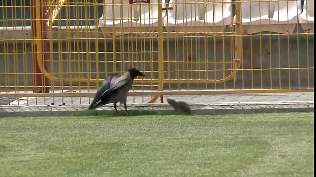ВОРОНА НАПАЛА НА КРЫСУ