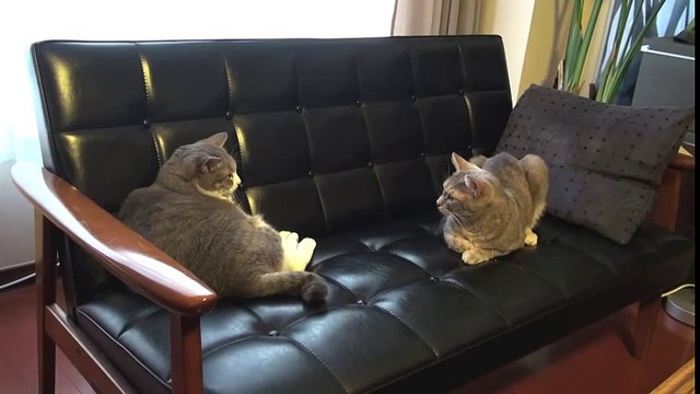 ДВА КОТА ДРАКА НА ДИВАНЕ