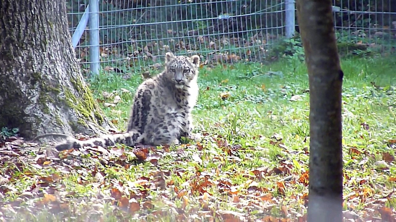 Panthère des neiges (Panthera uncia) Parc des félins