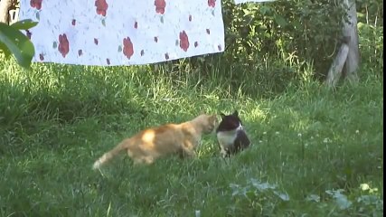 КОТ VS КОШКА