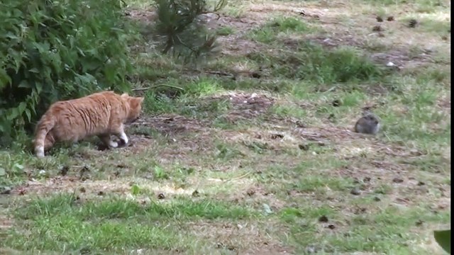 КОТ ДУШИТ КРОЛИКА