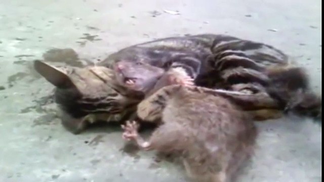 КОТ ДУШИТ КРЫСУ