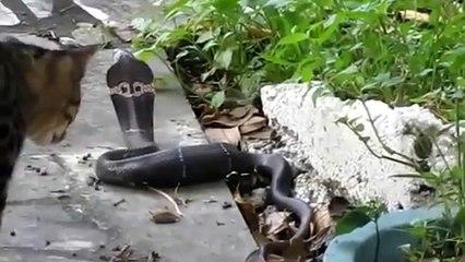 Кот против Кобры