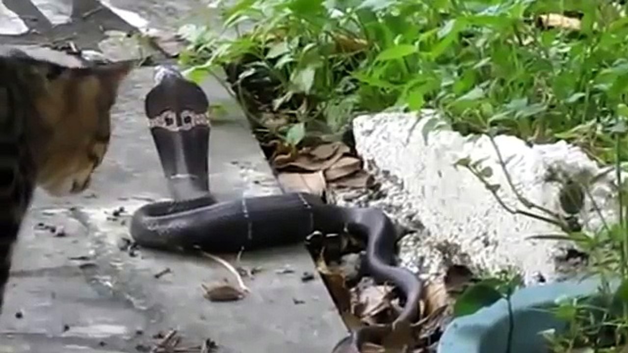 Кот против Кобры