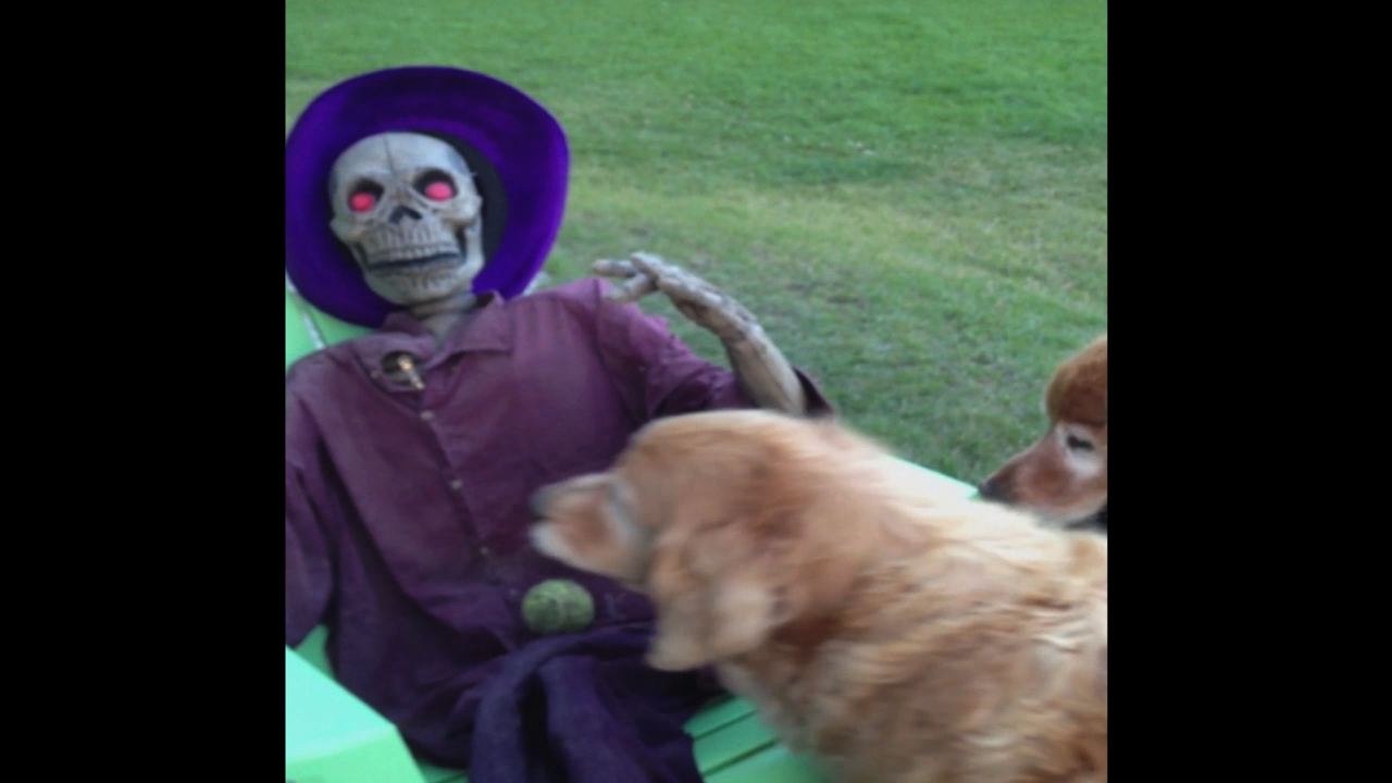 Halloween Decoration Won't Play Fetch With Golden Retriever