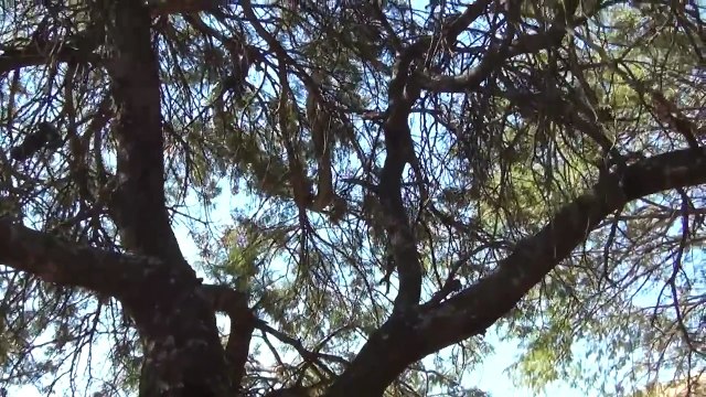 African Rock Python (WARNING: Live Feeding)