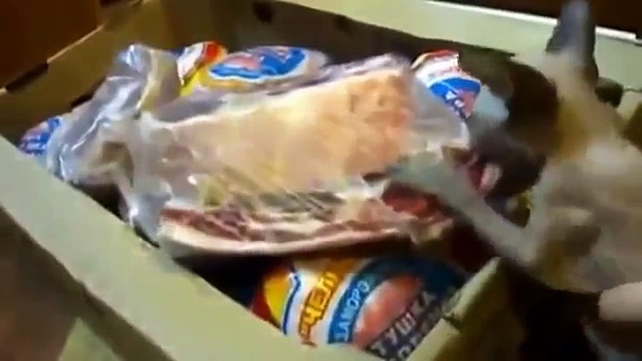 Кот сфинкс вцепился в мясо