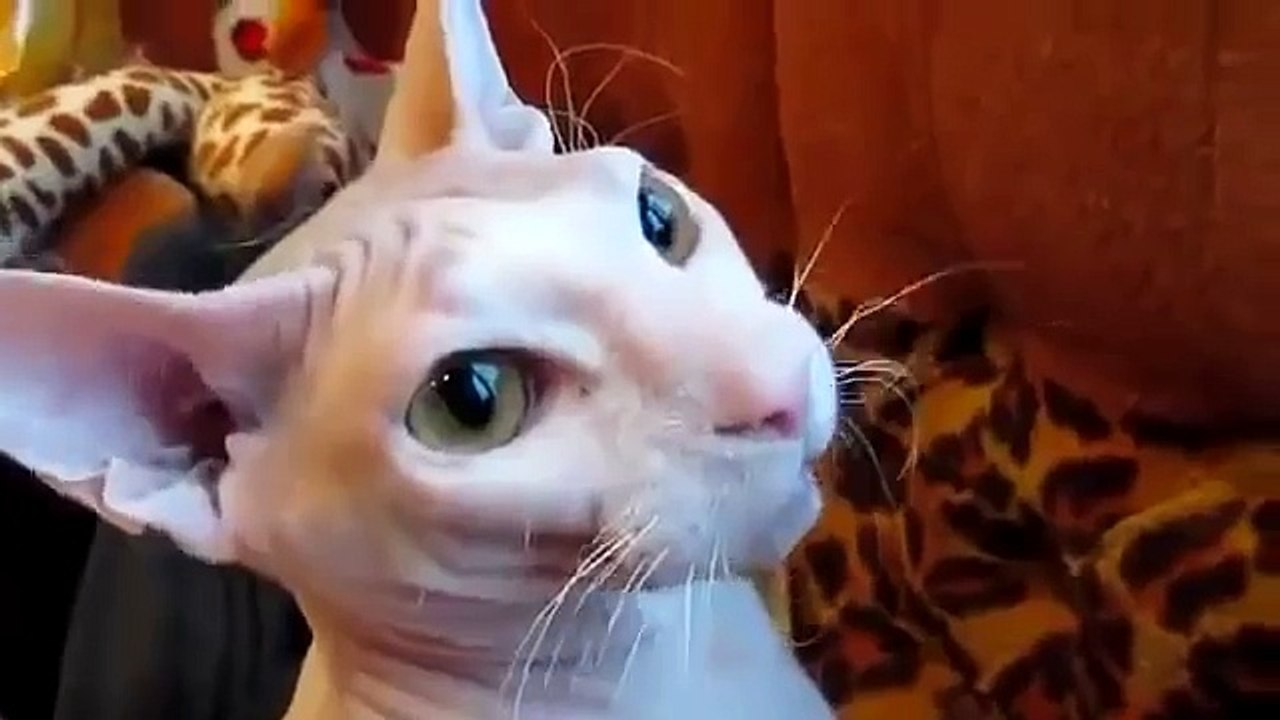 Прикол! Кот сфинкс выдает речь!