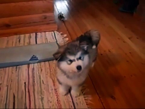 Прикольный щенок хаски музыкальный малыш!