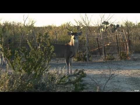 Hunting Canada and Beyond - Texas