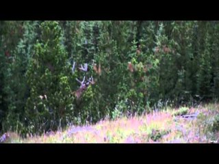 Feel the Rush TV - Archery Elk