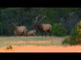 Primos - The Truth About Hunting - Elk Hunting in New Mexico at Ojo Feliz Ranch Part 3
