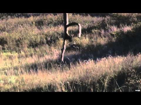 Buck Ventures Outdoors - Stefansen Hour