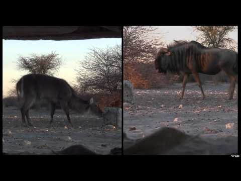 Outdoor Edge Love of the Hunt - African Safari