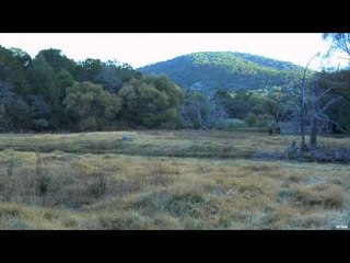 Moment of Impact - Dynamite Deer