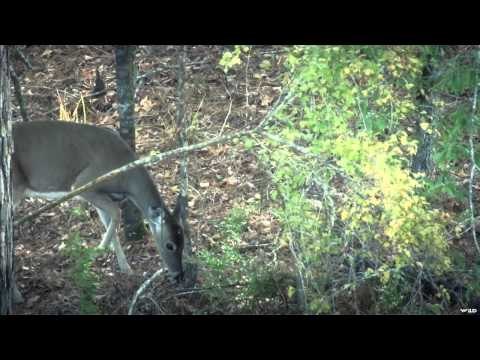 Headhunter's TV - Headhunting Louisiana Part 2