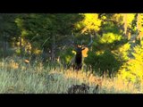 Primos - The Truth About Hunting - Elk Hunting at The CA Ranch in Montana