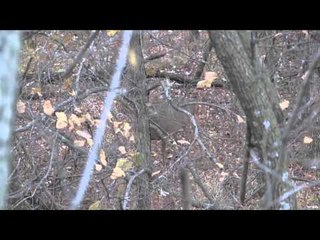 Campfire Stories - Hard Work Does Pay Off